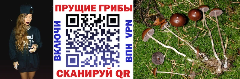 Галлюциногенные грибы Psilocybine cubensis  blacksprut   Бердск 