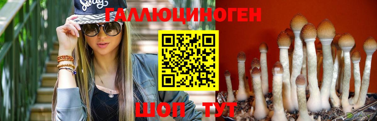 Бердск  Псилоцибиновые грибы GOLDEN TEACHER  Вход с VPN  Псилоцибиновые грибы Psilocybe 